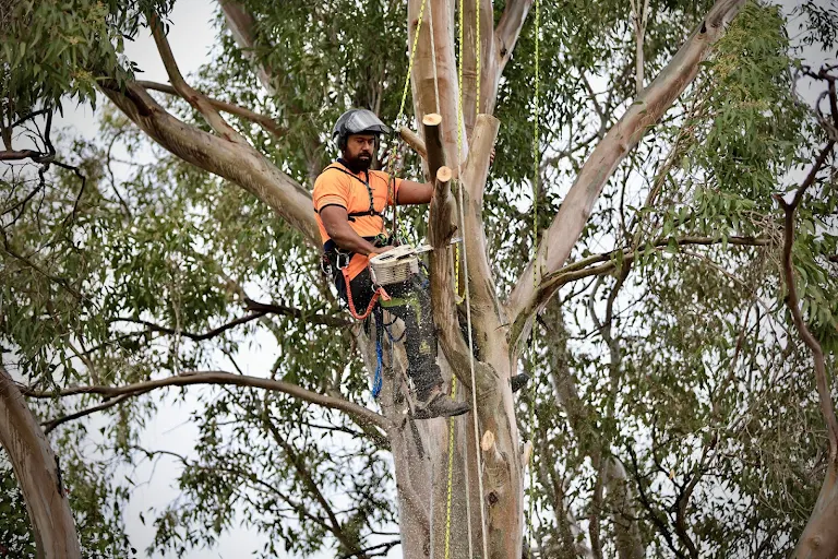 Tree Cutting & Removal