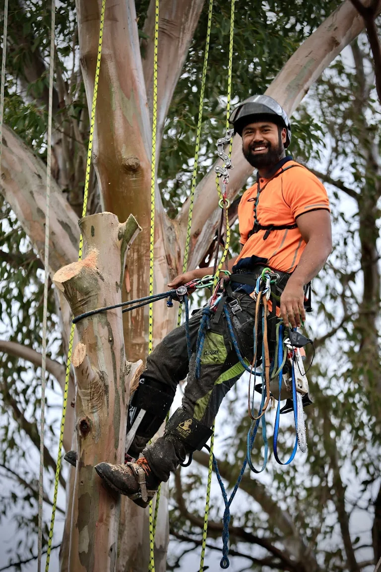 Lucky performing professional rope work in tree - Expert arborist in Melbourne